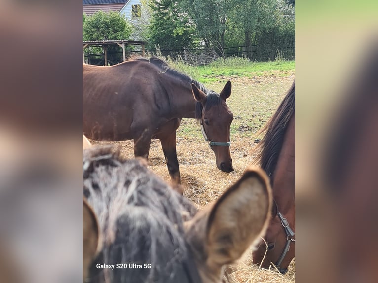 Westfaliano Giumenta 2 Anni Morello in Hiddenhausen