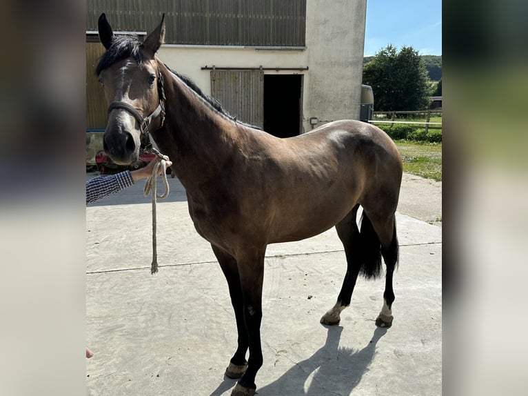 Westfaliano Giumenta 2 Anni Può diventare grigio in Warburg