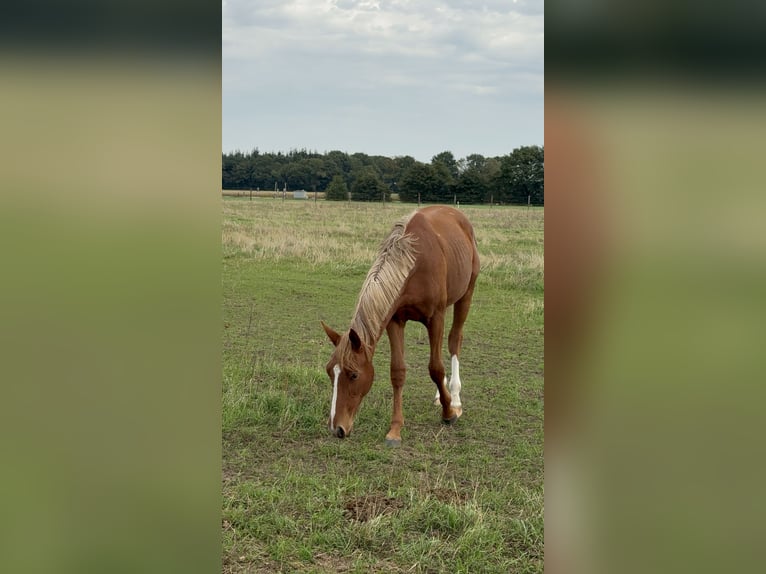 Westfaliano Giumenta 2 Anni Sauro scuro in Borken