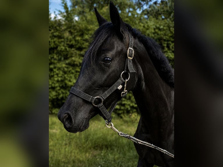 Westfaliano Giumenta 3 Anni 135 cm Morello in Hamburg-Neuengamme