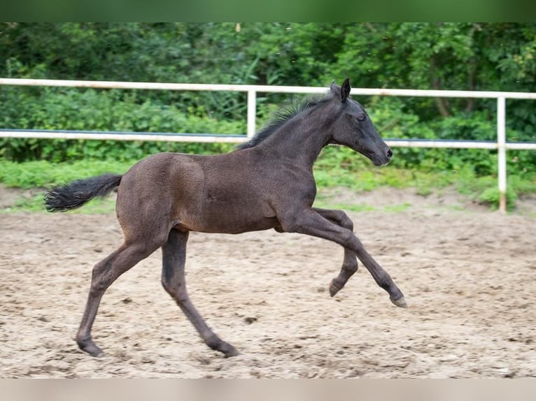 Westfaliano Giumenta 3 Anni 135 cm Morello in Hamburg-Neuengamme