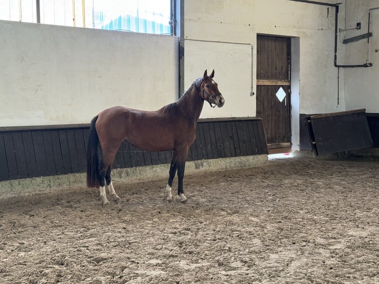 Westfaliano Giumenta 3 Anni 158 cm Baio in Warendorf