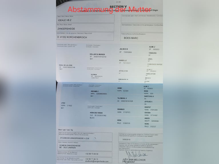 Westfaliano Giumenta 3 Anni 160 cm Grigio in Hünxe