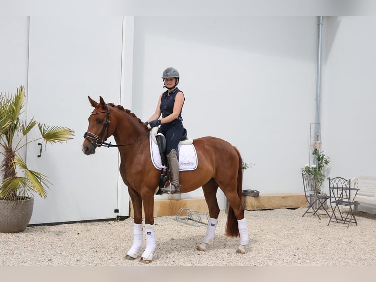 Westfaliano Giumenta 3 Anni 160 cm Sauro in Hülben