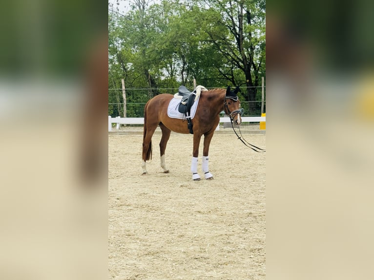 Westfaliano Giumenta 3 Anni 160 cm Sauro in Hülben