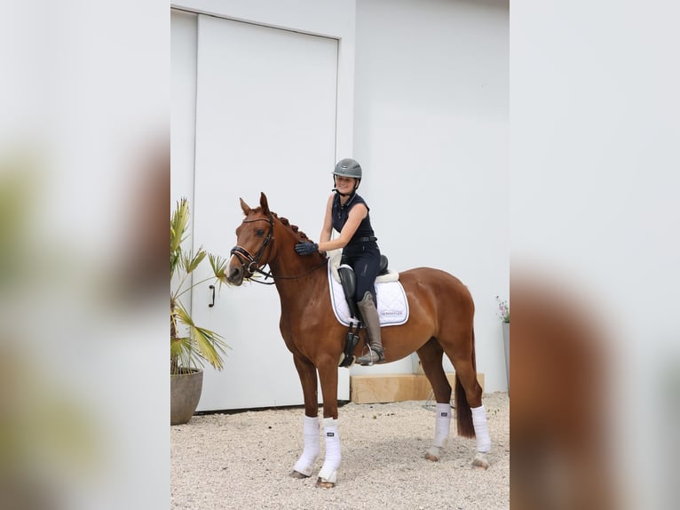 Westfaliano Giumenta 3 Anni 160 cm Sauro in Hülben