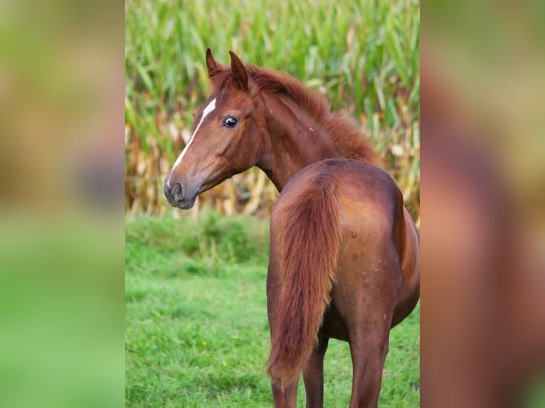 Westfaliano Giumenta 3 Anni 160 cm Sauro in Wesel