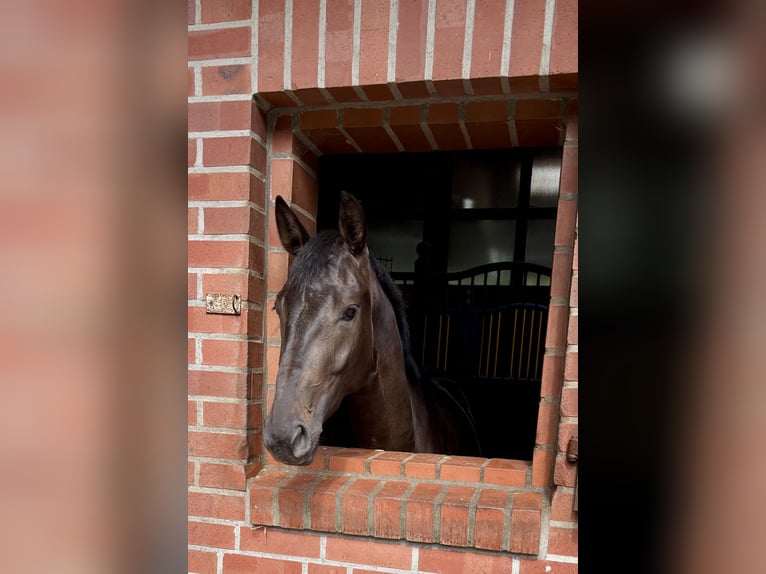 Westfaliano Giumenta 3 Anni 161 cm Baio in Salzbergen