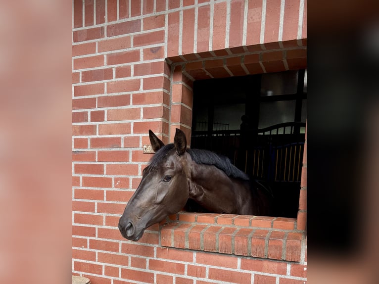 Westfaliano Giumenta 3 Anni 161 cm Baio in Salzbergen