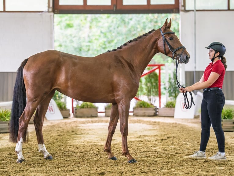 Westfaliano Giumenta 3 Anni 161 cm Sauro in Mnster-Handorf