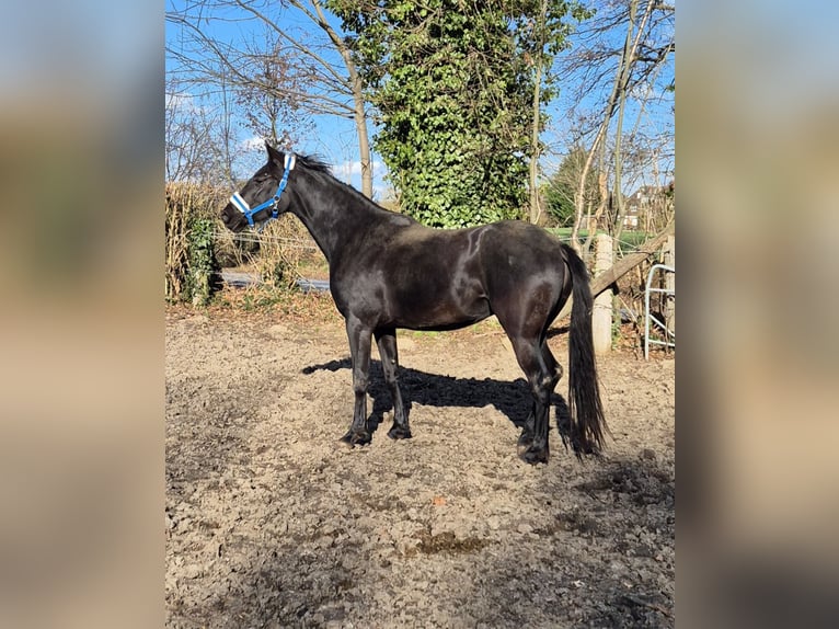 Westfaliano Giumenta 3 Anni 162 cm Morello in Lippstadt