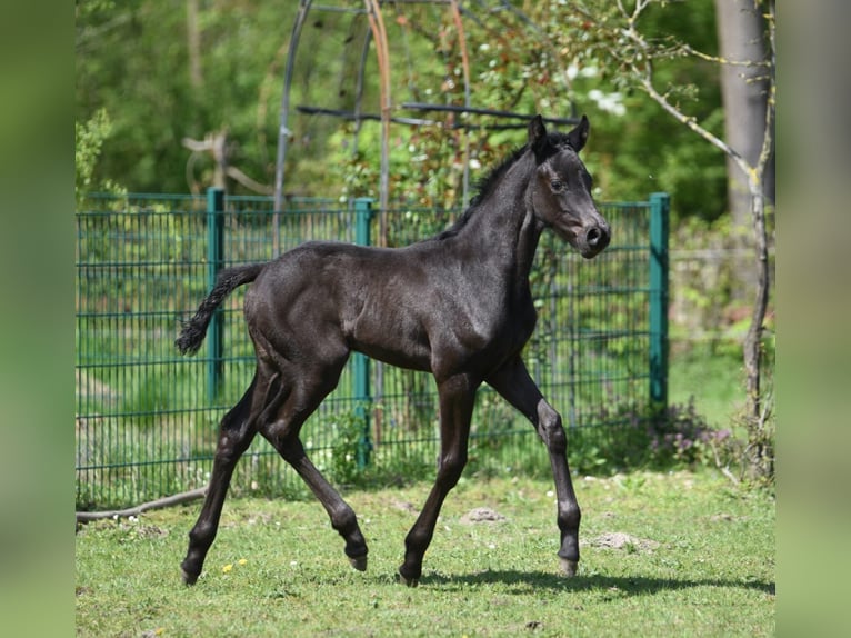 Westfaliano Giumenta 3 Anni 162 cm Morello in Lippstadt