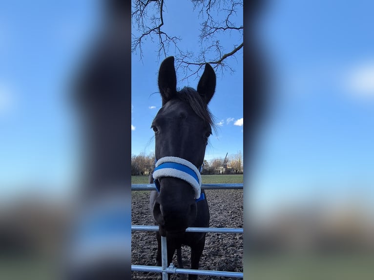 Westfaliano Giumenta 3 Anni 162 cm Morello in Lippstadt