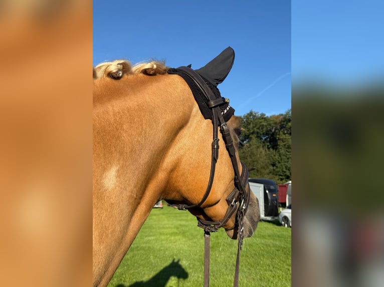 Westfaliano Giumenta 3 Anni 162 cm Palomino in Wesel