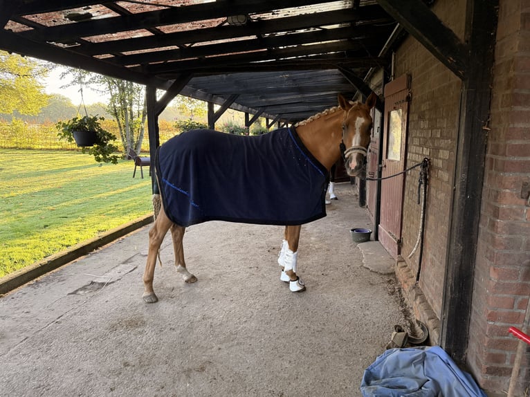 Westfaliano Giumenta 3 Anni 162 cm Palomino in Wesel