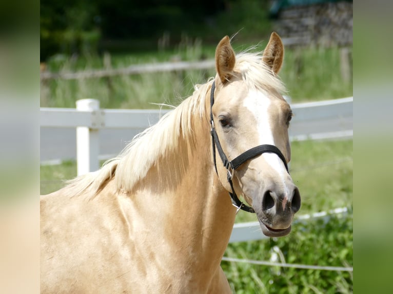 Westfaliano Giumenta 3 Anni 162 cm Palomino in Borgentreich