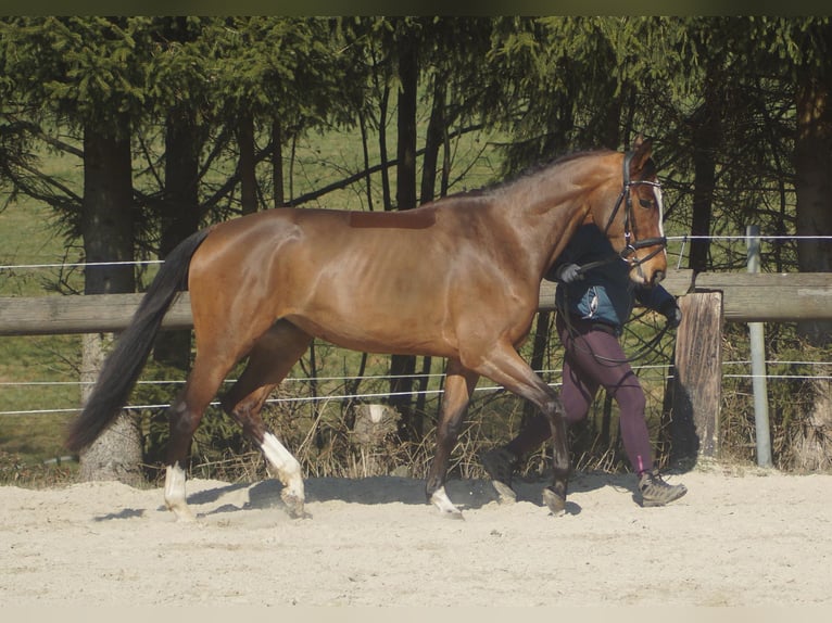 Westfaliano Giumenta 3 Anni 163 cm Baio in Wipperfürth
