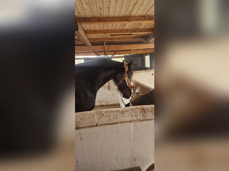 Westfaliano Giumenta 3 Anni 163 cm Baio nero in Auetal Wiersen