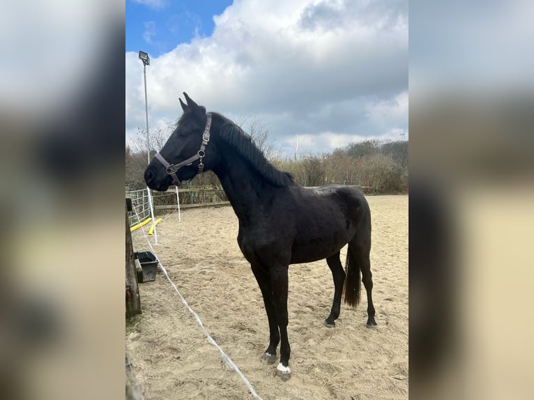 Westfaliano Giumenta 3 Anni 163 cm Baio nero in Werne