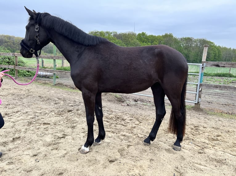 Westfaliano Giumenta 3 Anni 163 cm Baio nero in Werne