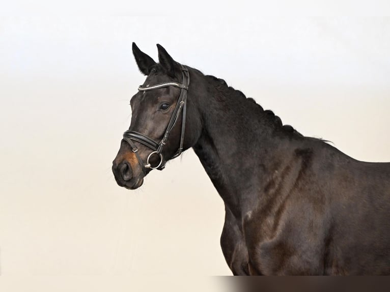 Westfaliano Giumenta 3 Anni 163 cm Baio scuro in Lüdinghausen