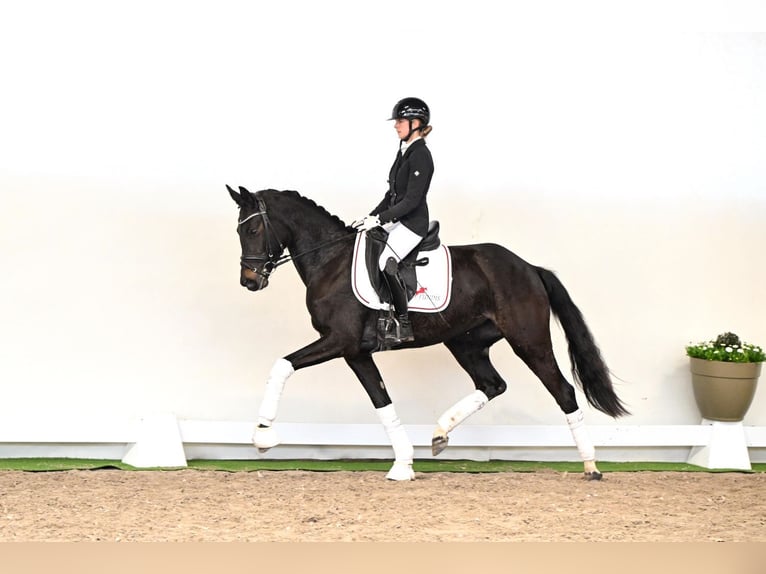 Westfaliano Giumenta 3 Anni 163 cm Baio scuro in Lüdinghausen