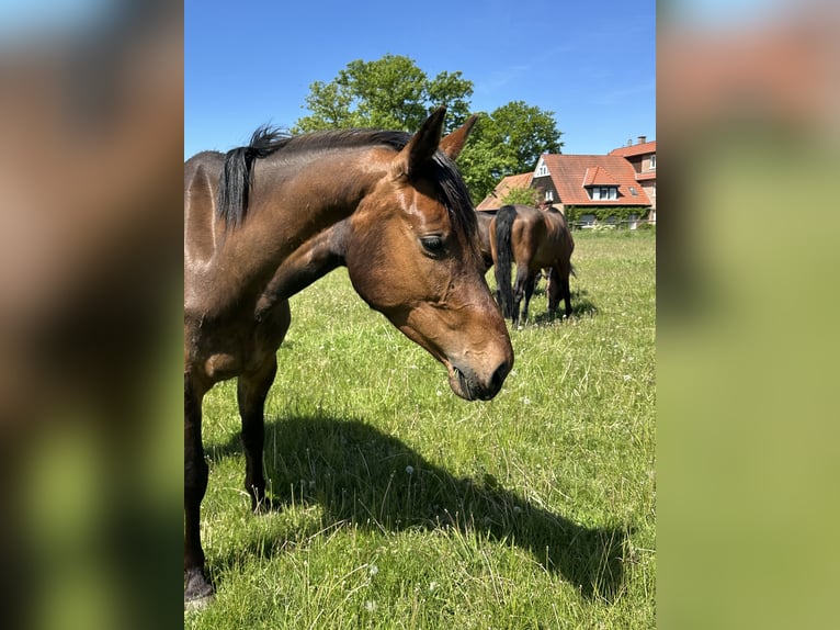 Westfaliano Giumenta 3 Anni 163 cm Baio scuro in Rheda-Wiedenbr&#xFC;ck