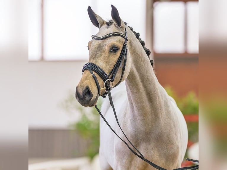 Westfaliano Giumenta 3 Anni 163 cm Pelle di daino in M&#xFC;nster-Handorf