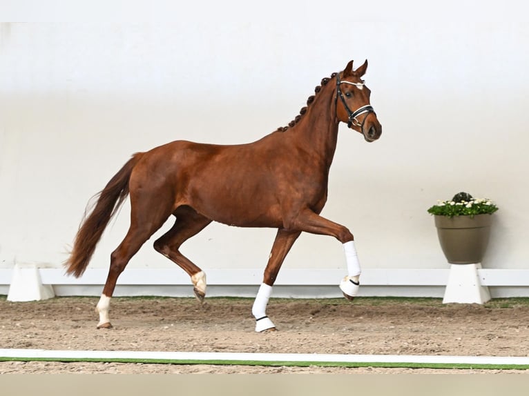 Westfaliano Giumenta 3 Anni 163 cm Sauro in Saerbeck