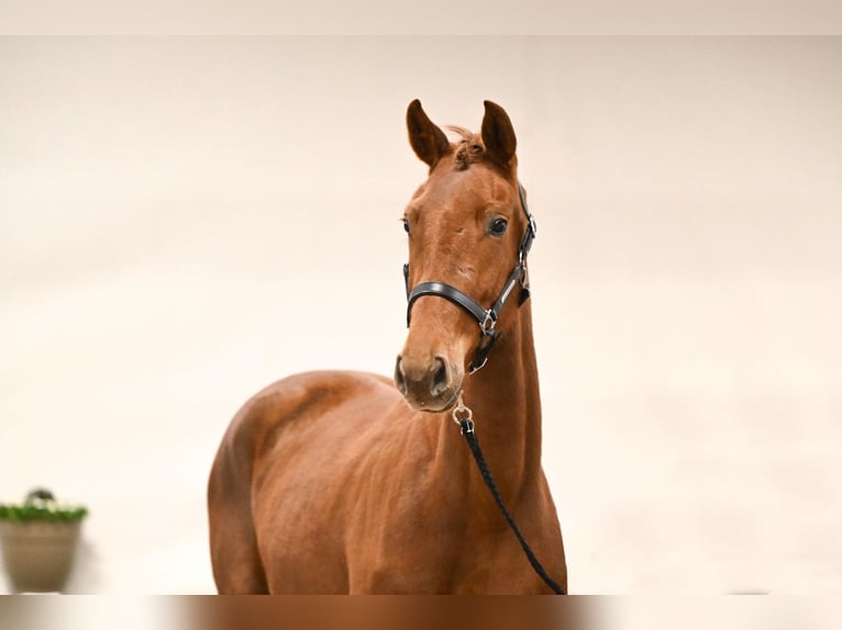 Westfaliano Giumenta 3 Anni 163 cm Sauro in Saerbeck