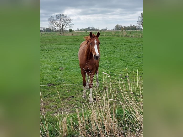Westfaliano Giumenta 3 Anni 163 cm Sauro in Bielefeld