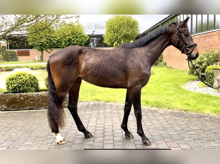 Westfaliano Giumenta 3 Anni 164 cm Baio in Altenberge