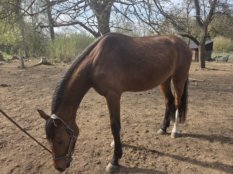 Westfaliano Giumenta 3 Anni 164 cm Baio in DeensenHeinade