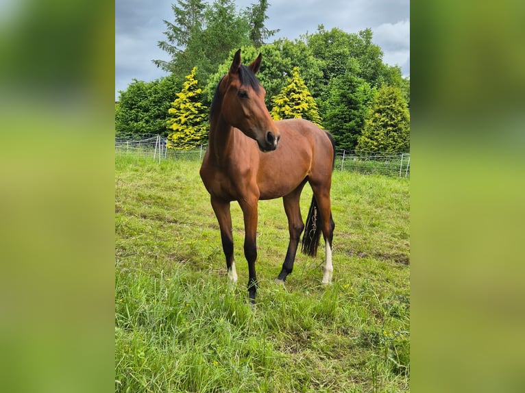 Westfaliano Giumenta 3 Anni 164 cm Baio in DeensenHeinade