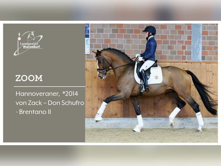 Westfaliano Giumenta 3 Anni 164 cm Baio in Wenden