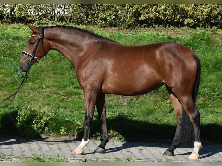 Westfaliano Giumenta 3 Anni 164 cm Baio in Fürstenau