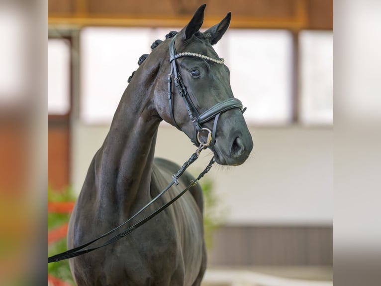 Westfaliano Giumenta 3 Anni 164 cm Baio nero in M&#xFC;nster-Handorf