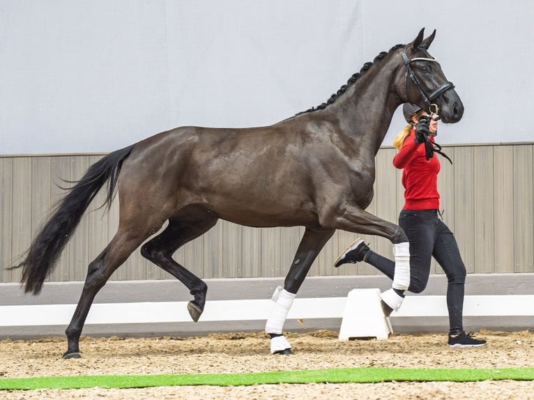 Westfaliano Giumenta 3 Anni 164 cm Baio nero in M&#xFC;nster-Handorf