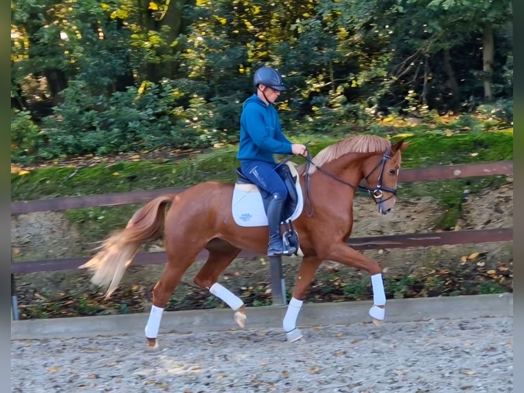 Westfaliano Giumenta 3 Anni 164 cm Sauro in Bramsche