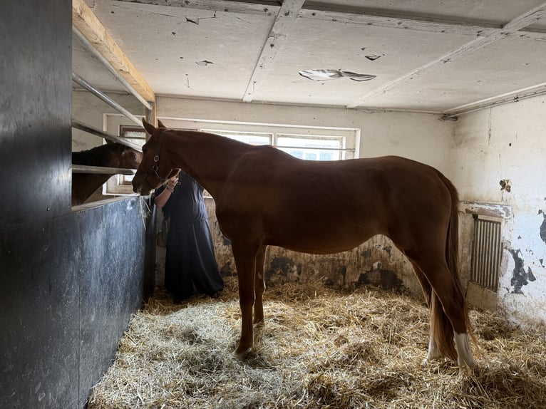 Westfaliano Giumenta 3 Anni 164 cm Sauro in Kirchheilingen