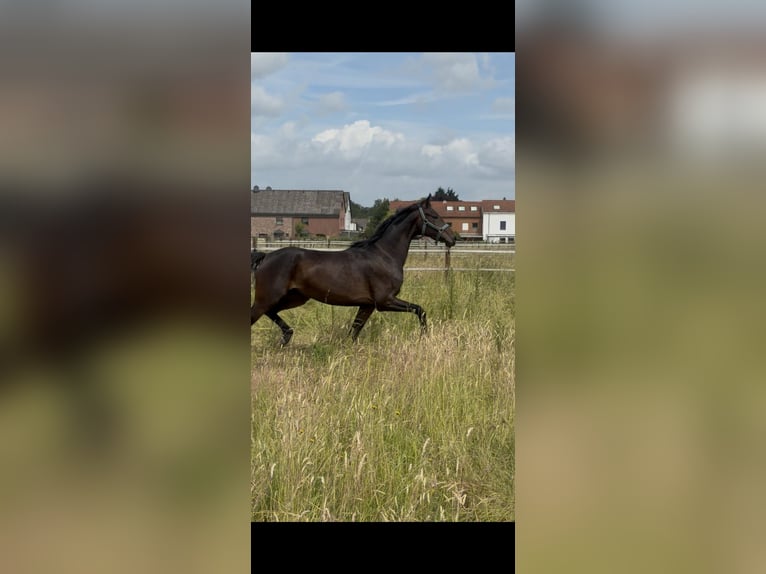 Westfaliano Giumenta 3 Anni 165 cm Baio scuro in MönchengladbachMönchengladbach