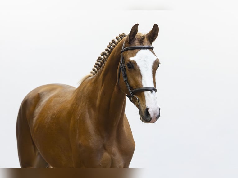 Westfaliano Giumenta 3 Anni 165 cm  in Waddinxveen