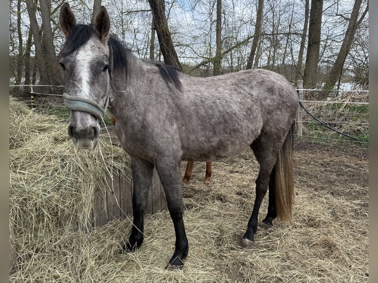 Westfaliano Giumenta 3 Anni 165 cm Grigio in Storkow (Mark) Schwerin