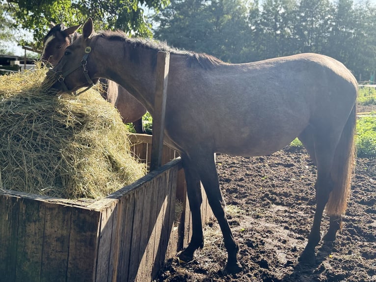 Westfaliano Giumenta 3 Anni 165 cm Grigio in Storkow (Mark) Schwerin