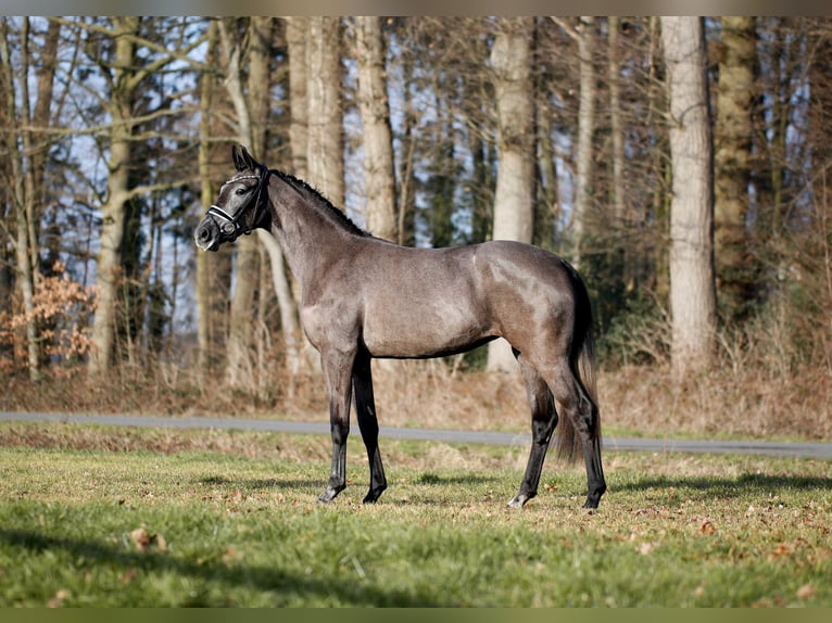 Westfaliano Giumenta 3 Anni 165 cm Grigio ferro in Steinfurt