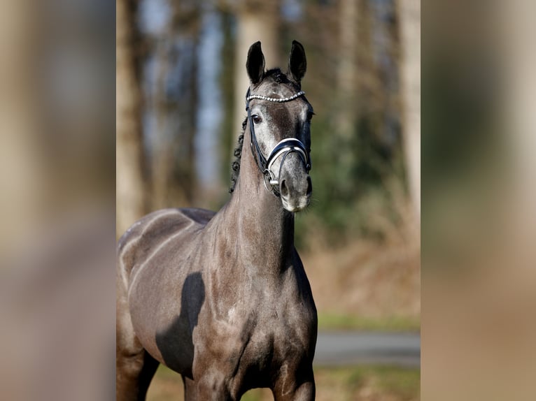 Westfaliano Giumenta 3 Anni 165 cm Grigio ferro in Steinfurt