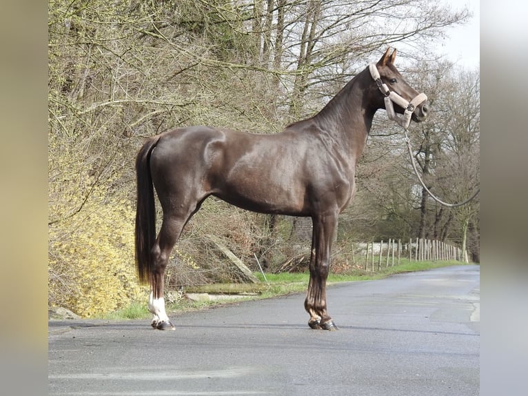 Westfaliano Giumenta 3 Anni 165 cm Sauro scuro in Verl