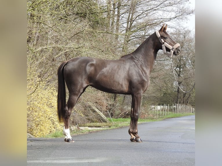 Westfaliano Giumenta 3 Anni 165 cm Sauro scuro in Verl