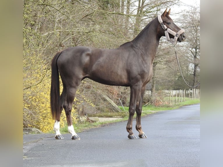 Westfaliano Giumenta 3 Anni 165 cm Sauro scuro in Verl