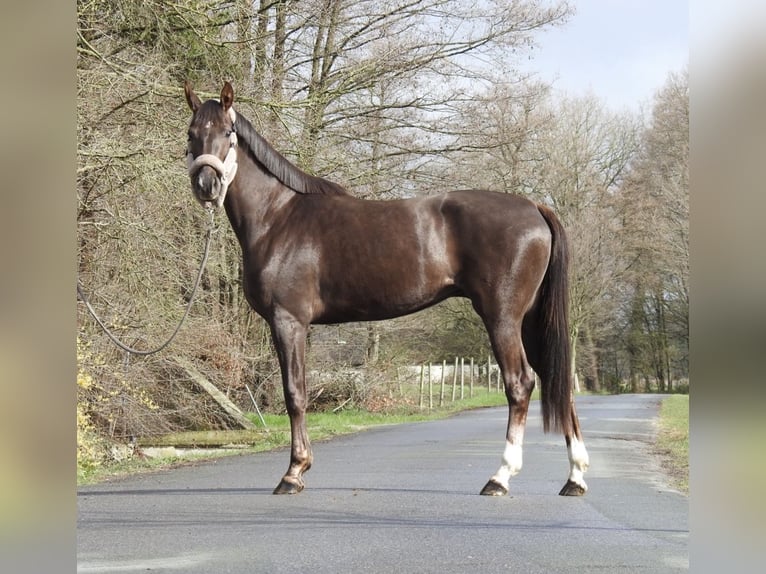 Westfaliano Giumenta 3 Anni 165 cm Sauro scuro in Verl